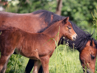 Katzmanns Roxanne