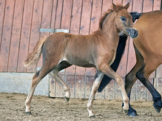 Katzmanns Sabrina