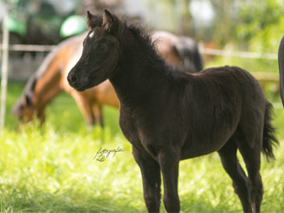 Katzmanns Whitestar